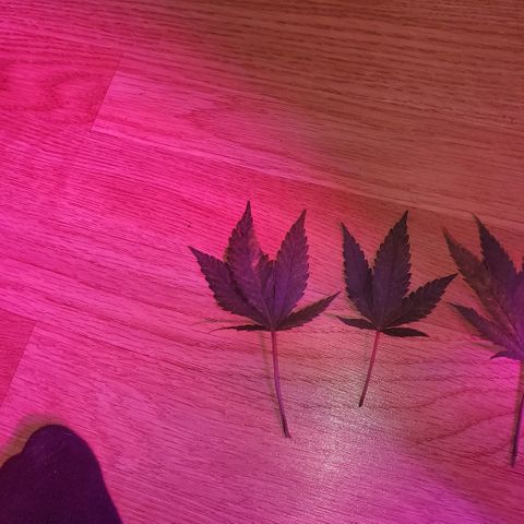 Salvitar growlog timeline photo
