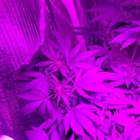 Salvitar growlog timeline photo