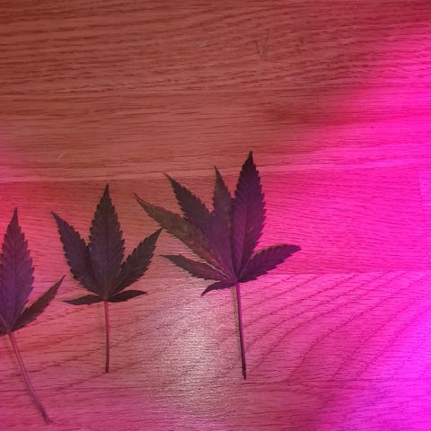 Salvitar growlog timeline photo