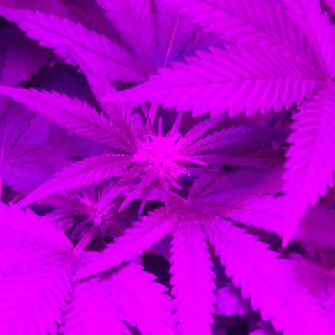 Salvitar growlog timeline photo
