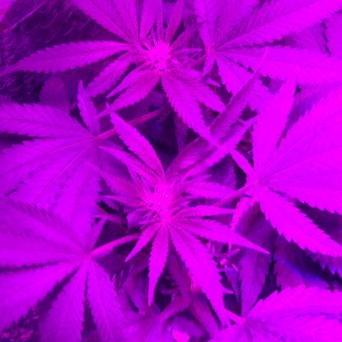 Salvitar growlog timeline photo