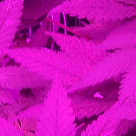 Salvitar growlog timeline photo