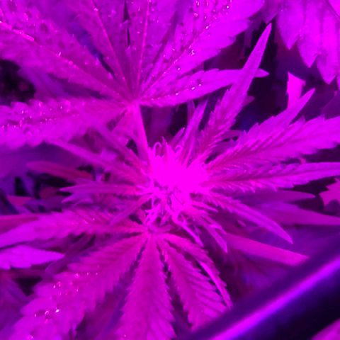 Salvitar growlog timeline photo