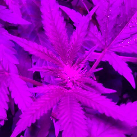 Salvitar growlog timeline photo