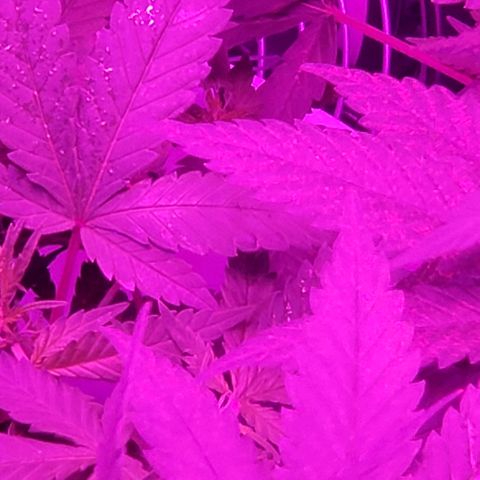 Salvitar growlog timeline photo