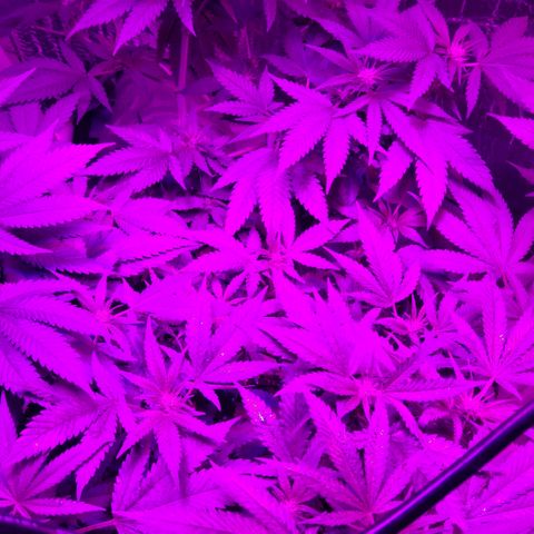 Salvitar growlog timeline photo