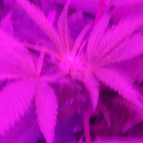 Salvitar growlog timeline photo