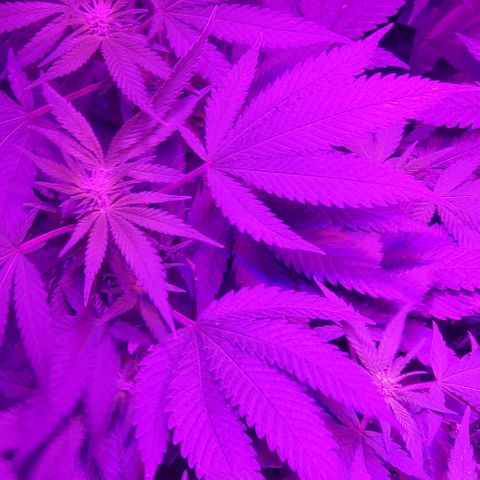 Salvitar growlog timeline photo
