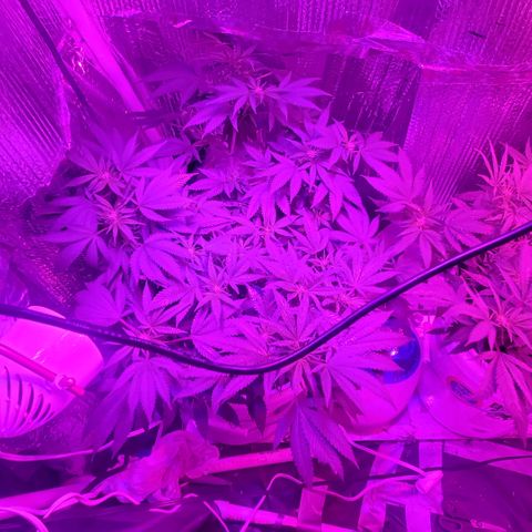 Salvitar growlog timeline photo