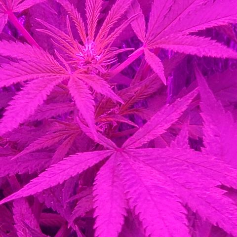 Salvitar growlog timeline photo