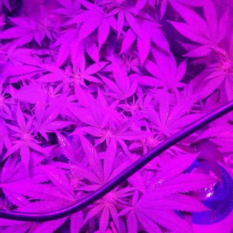 Salvitar growlog timeline photo