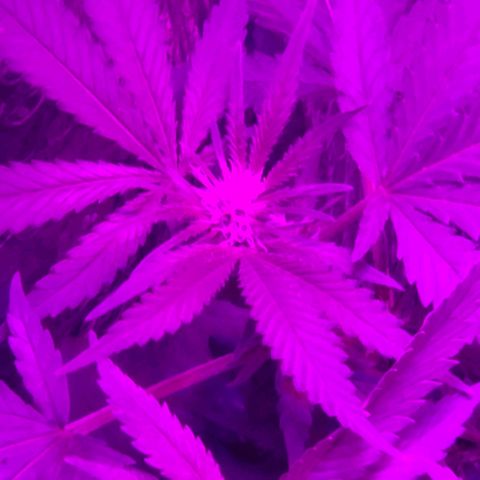 Salvitar growlog timeline photo