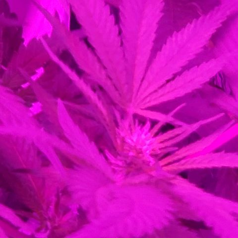 Salvitar growlog timeline photo