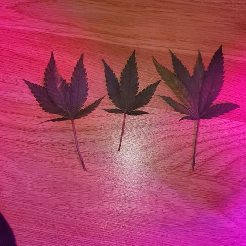 Salvitar growlog timeline photo