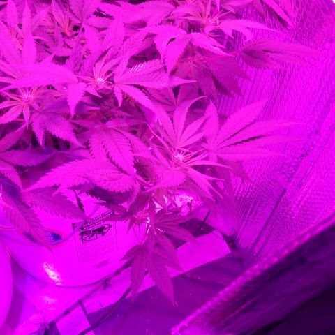 Salvitar growlog timeline photo