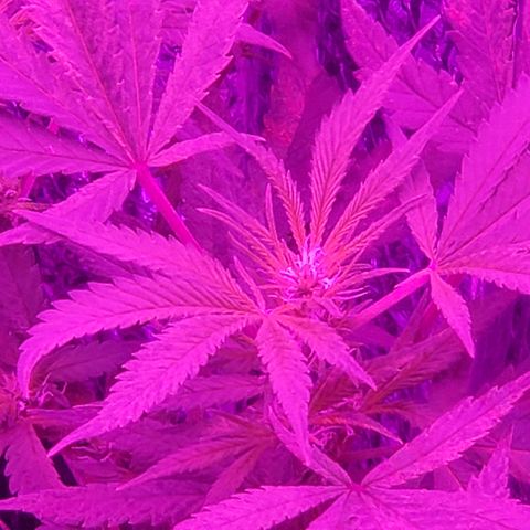 Salvitar growlog timeline photo
