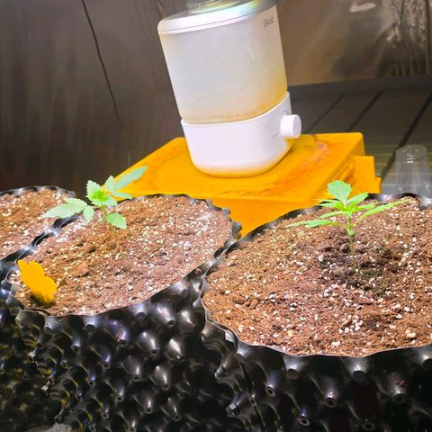 Growlog-Zeitleistenfoto von Pineapple Fruz #1