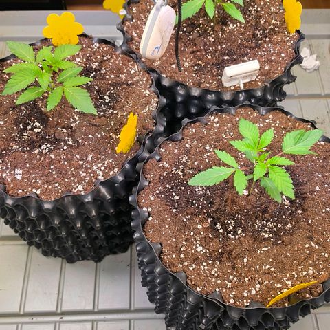 Growlog-Zeitleistenfoto von Pineapple Fruz #1