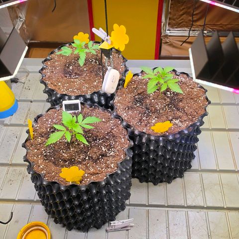 Growlog-Zeitleistenfoto von Pineapple Fruz #1