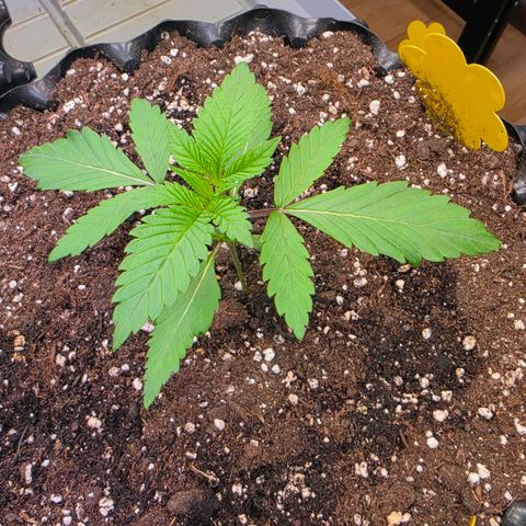 Growlog-Zeitleistenfoto von Pineapple Fruz #1
