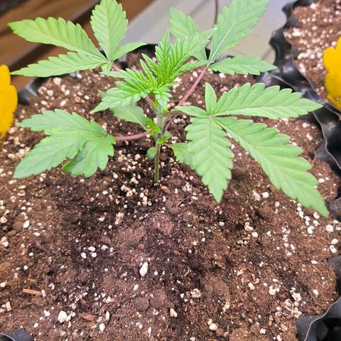 Growlog-Zeitleistenfoto von Pineapple Fruz #1