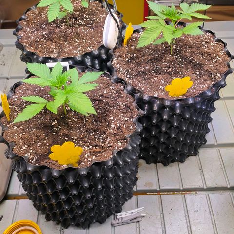 Growlog-Zeitleistenfoto von Pineapple Fruz #1