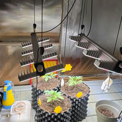 Growlog-Zeitleistenfoto von Pineapple Fruz #1