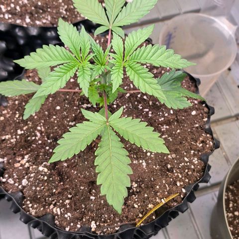 Growlog-Zeitleistenfoto von Pineapple Fruz #1