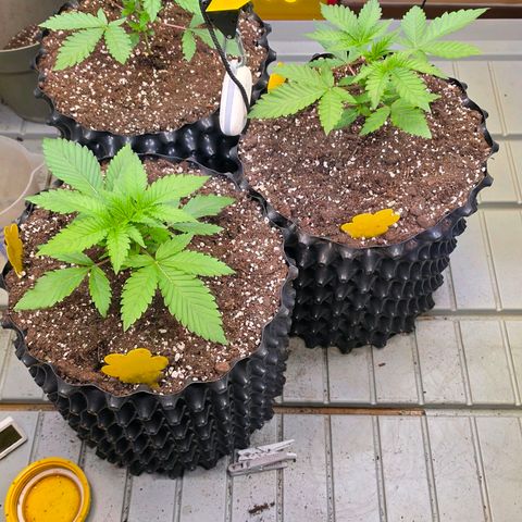 Growlog-Zeitleistenfoto von Pineapple Fruz #1