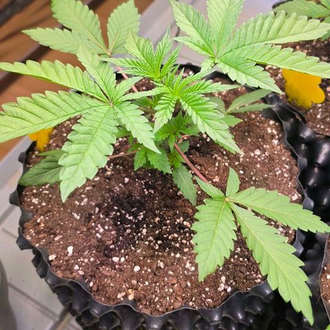 Growlog-Zeitleistenfoto von Pineapple Fruz #1