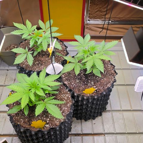 Growlog-Zeitleistenfoto von Pineapple Fruz #1