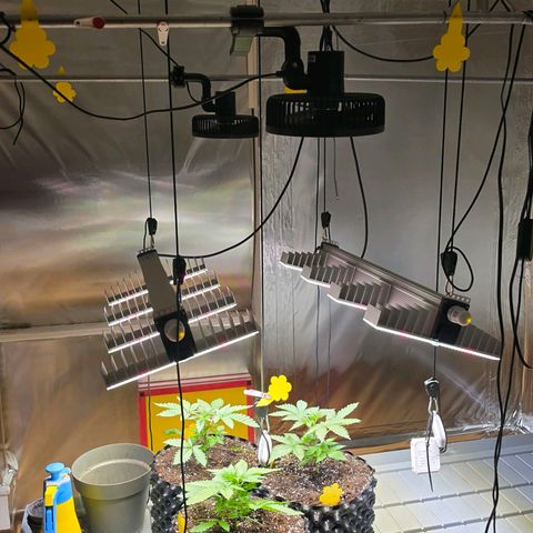 Growlog-Zeitleistenfoto von Pineapple Fruz #1