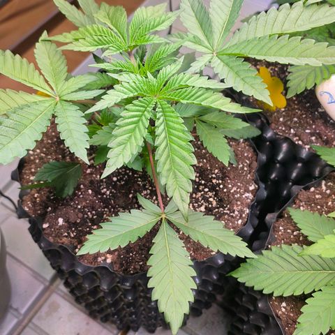 Growlog-Zeitleistenfoto von Pineapple Fruz #1