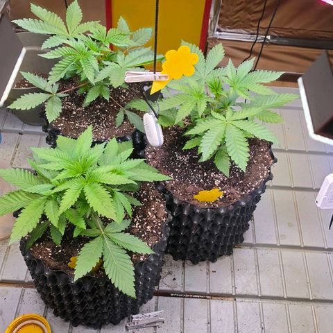Growlog-Zeitleistenfoto von Pineapple Fruz #1