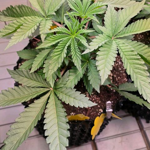 Growlog-Zeitleistenfoto von Pineapple Fruz #1