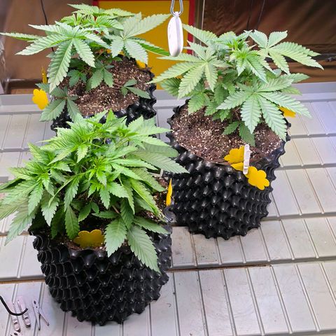 Growlog-Zeitleistenfoto von Pineapple Fruz #1