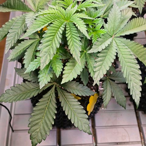 Growlog-Zeitleistenfoto von Pineapple Fruz #1
