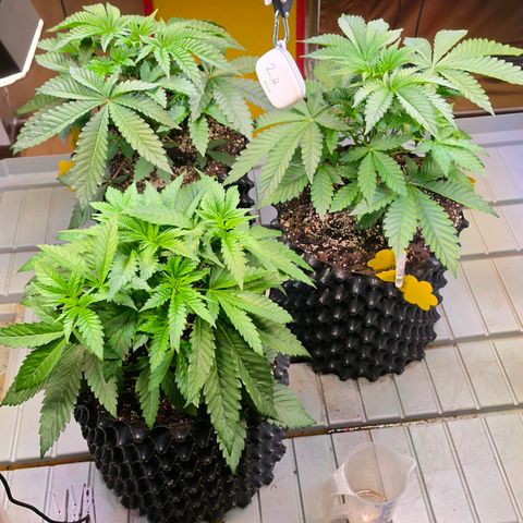 Growlog-Zeitleistenfoto von Pineapple Fruz #1
