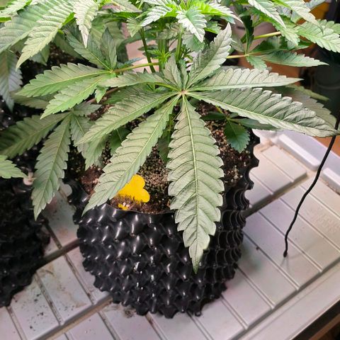Growlog-Zeitleistenfoto von Pineapple Fruz #1