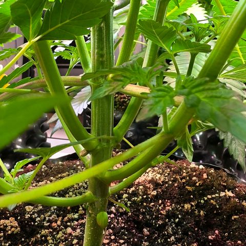 Growlog-Zeitleistenfoto von Pineapple Fruz #1