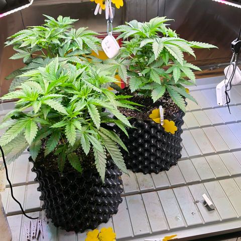Growlog-Zeitleistenfoto von Pineapple Fruz #1