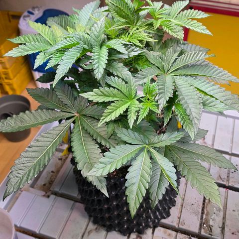 Growlog-Zeitleistenfoto von Pineapple Fruz #1