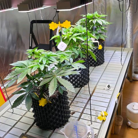 Growlog-Zeitleistenfoto von Pineapple Fruz #1