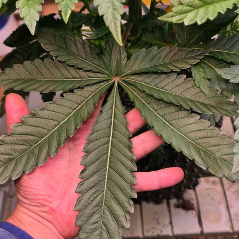 Growlog-Zeitleistenfoto von Pineapple Fruz #1