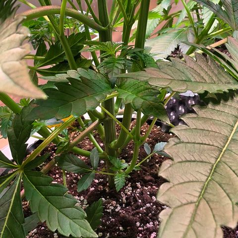 Growlog-Zeitleistenfoto von Pineapple Fruz #1