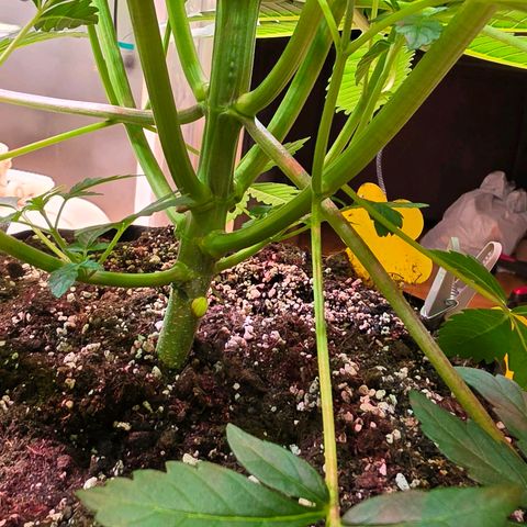 Growlog-Zeitleistenfoto von Pineapple Fruz #1