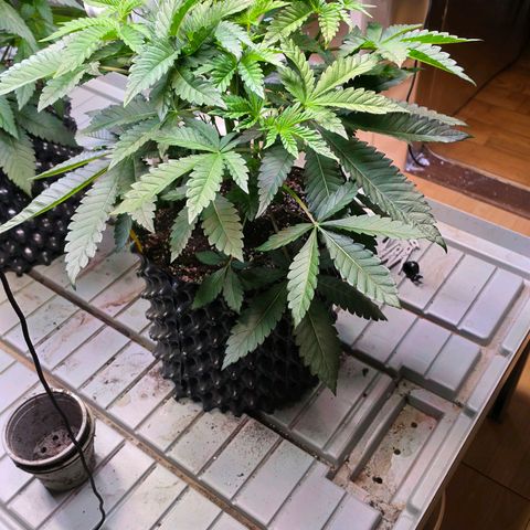 Growlog-Zeitleistenfoto von Pineapple Fruz #1