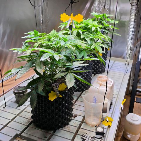 Growlog-Zeitleistenfoto von Pineapple Fruz #1