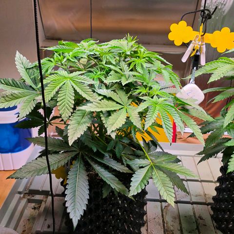 Growlog-Zeitleistenfoto von Pineapple Fruz #1