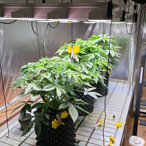 Growlog-Zeitleistenfoto von Pineapple Fruz #1